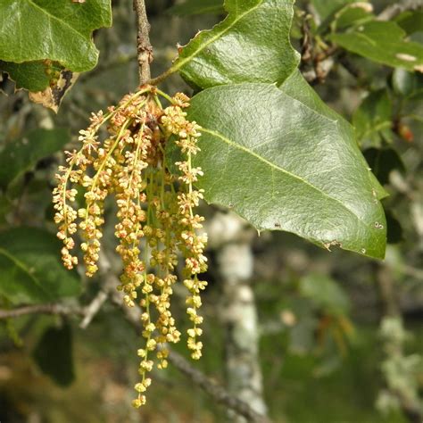 Live Oak Flowers Nature In Novato