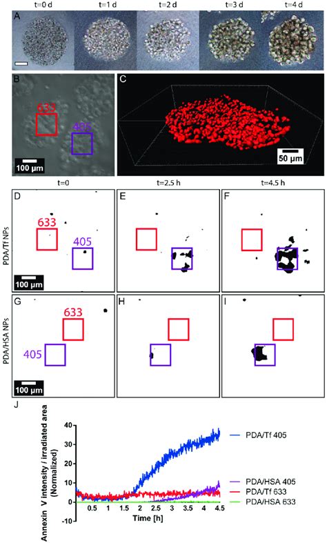 Light Induced Apoptosis Using Melanoma Spheroid Models The Development