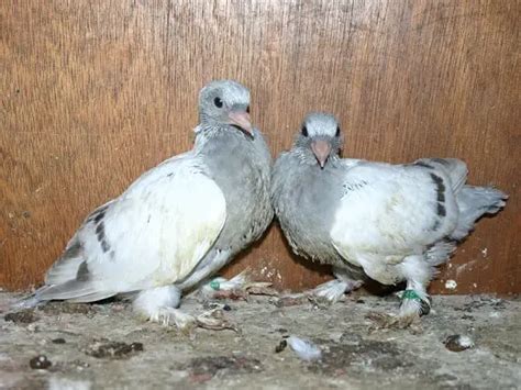 Pigeon Age Chart Easily Calculate A Baby Pigeons Age Pigeonpedia