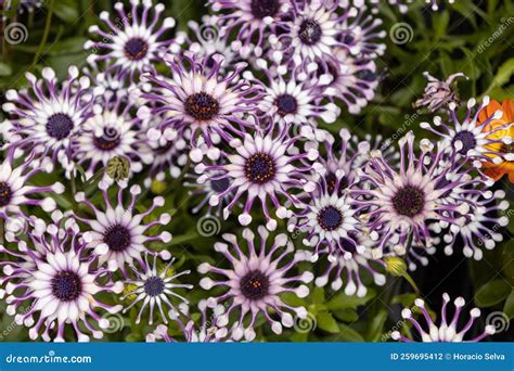 African Daisy The Southern African Succulent Shrub Stock Photo Image