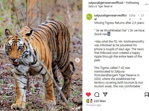 Missing Tigress Seen After Two And A Half Years In Satpura सतपुड़ा में ढाई साल बाद दिखी लापता