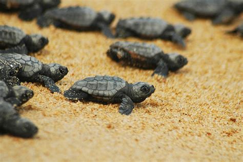 How To See The Birth Of Turtles Caretta Caretta On Crete