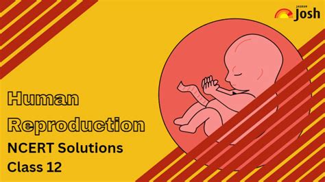 Ncert Solutions For Class 12 Chapter 2 Human Reproduction Download Pdf