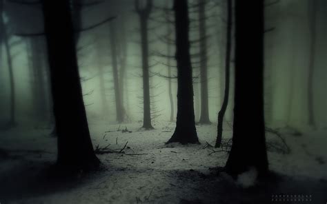 🔥 Free Download Trees Forest Wood Gloom Snowing Snow Winter Fog Haze