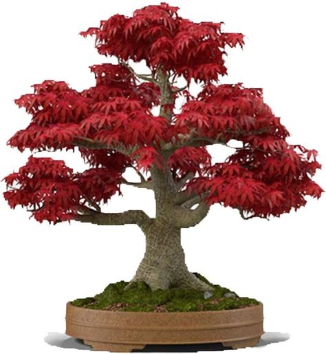 Amazon.com : Bonsai Tree Seeds, Japanese Red Maple | 20+ Seeds | Highly ...