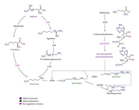 Polyamine Biosynthetic Pathway With Special Reference To Plants Adc