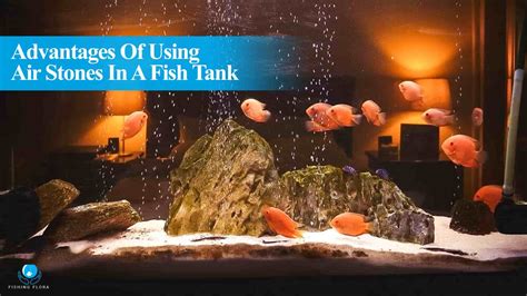 How To Use Air Stones In Fish Tank [Beginner's Guide]