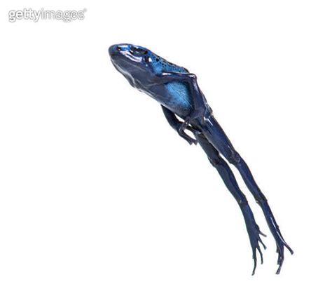 Blue Poison Dart Frog Jumping Dendrobates Tinctorius Azureus Isolated