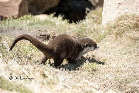 Cape Clawless Otter – Nature on the Edge