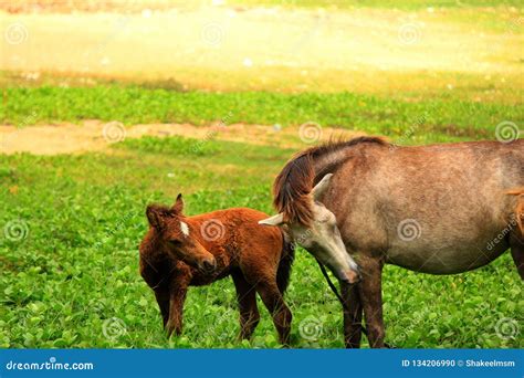 Donkey mom with her baby stock photo. Image of donkey - 134206990