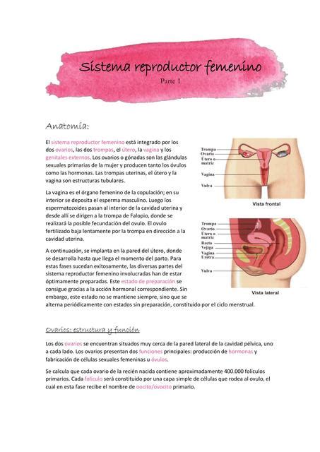 Sistema Reproductor Femenino Parte 1 Sofia Manni Udocz