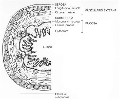 13 2 Introduction To The Digestive System Biology Libretexts