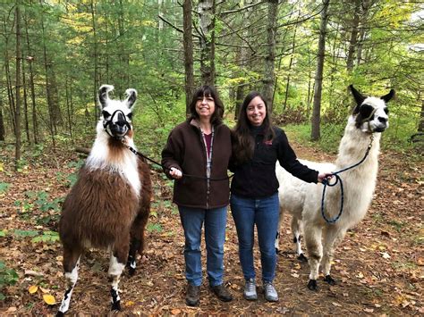 Hike With Llamas With Country Quilt Llama Farm In Connecticut