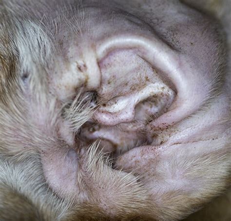 How To Clean Wax Buildup In Dog Ears