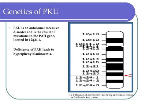 Pku Presentation