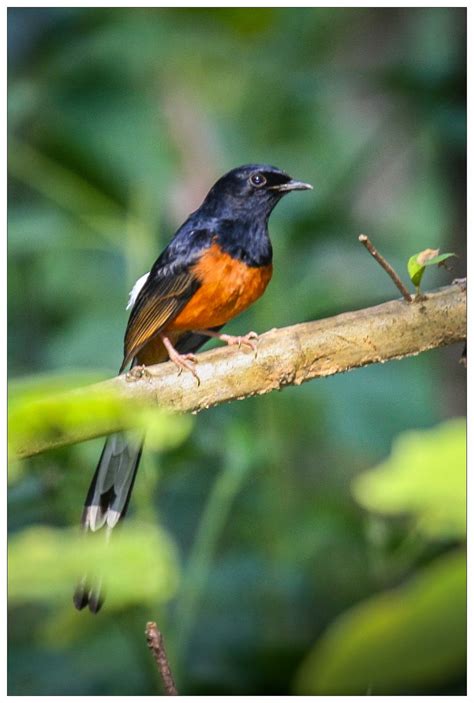 Wilderness Tales from Odisha: Hill Birds of Odisha