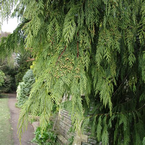 Xanthocyparis Nootkatensis Pendula In Insole Court