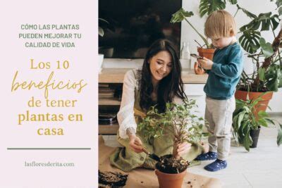 Qu Es Bueno Para Fortalecer Las Plantas Remedios Caseros