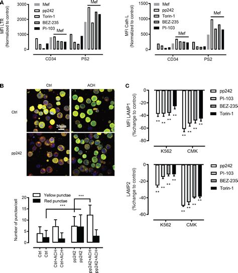 Frontiers Autolysosomal Activation Combined With Lysosomal