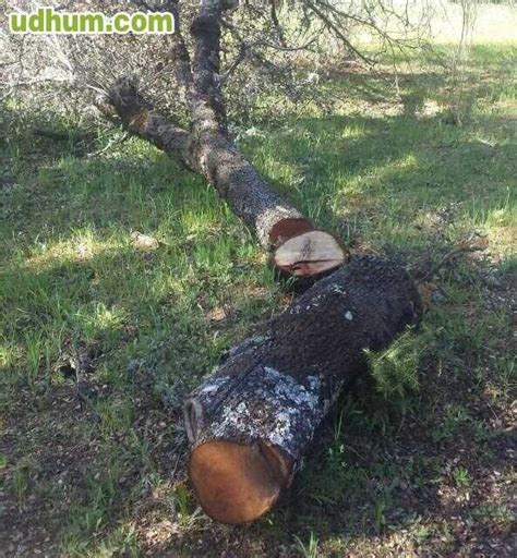 Poda Y Entresaca De Encina