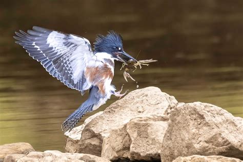 Belted Kingfisher With A Successful Crayfish Hunt Dan Kirk Flickr