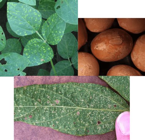 Downy Mildew Osu Soybean Diseases