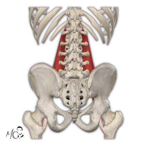 Psoas Tutti I Problemi E Sintomi Spiegati