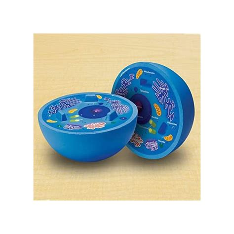 Buy Cross Section Animal Cell Model Online Makerspace Learning