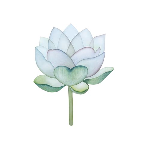 Premium Vector Lotus Symbol Health Watercolor Watercolour Poster