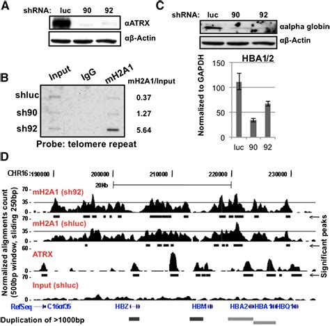 Atrx Mediated Chromatin Association Of Histone Variant Macroh A