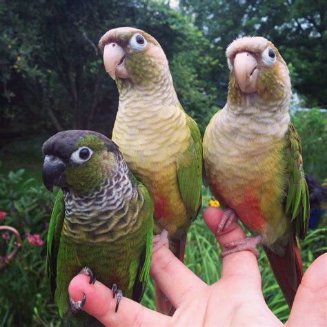 Green Cheek Conures By Annie Gavin Pet Birds Conure Beautiful Birds