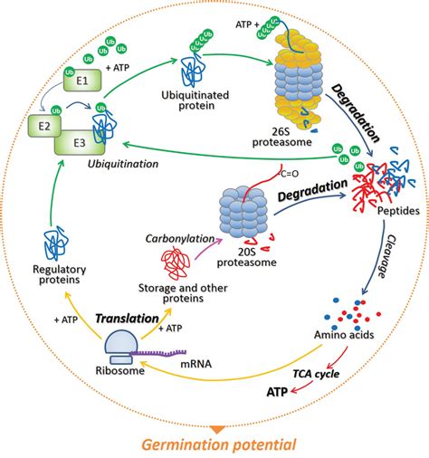 The S Proteasome As A Regulatory Hub Of Ga Aba And Light Signaling