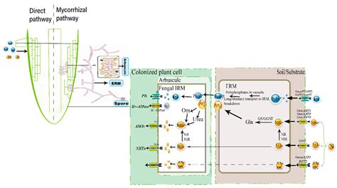 IJMS Free Full Text The Roles Of Phosphorus And Nitrogen Nutrient