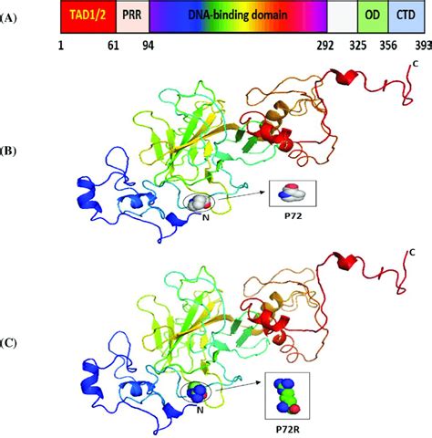 The 3d Structures Of Normal And Mutated P53 Proteins Panel A Shows Download Scientific