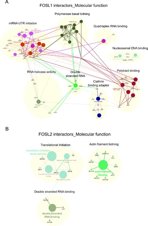 Molecular Function Networks Enriched For Fosl1 And Fosl2 Interactors