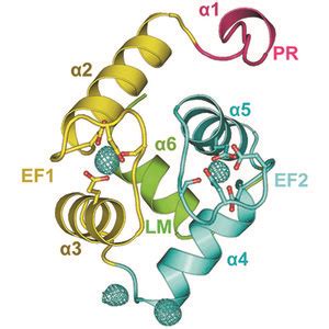 Iucr Structural And Biochemical Insights Into Zn Bound Ef Hand