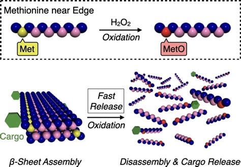 Rostriggered Gelsol Transition And Kineticscontrolled Cargo Release