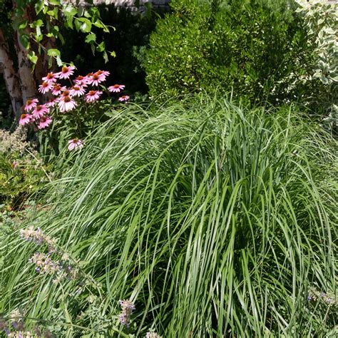 How To Grow And Care For Lemongrass