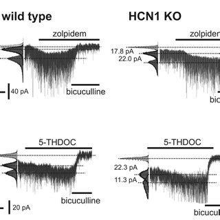 GABA A receptor α5 subunit expression and α5 receptor mediated tonic