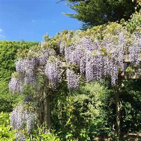 Wisteria Sinensis Chinese Wisteria In Gardentags Plant Encyclopedia