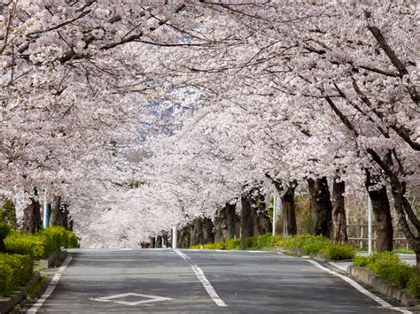 「世界一の桜並木」などお花見ドライブが楽しめる桜並木 ウェザーニュース