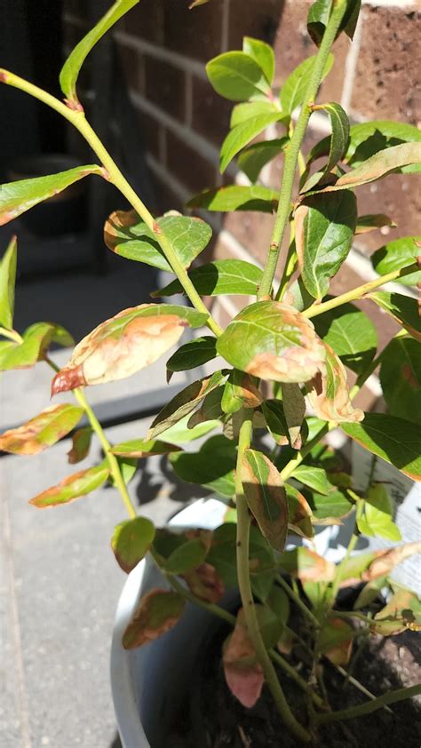 How To Treat Brown Blotch Disease On Highbush Blueberry