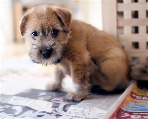 Airedale Terrier Puppies Doglers