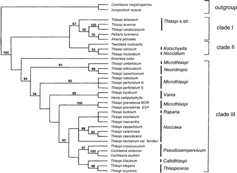 Strict Consensus Tree Of The Ten Most Parsimonious Tree Length 643 Download Scientific Diagram