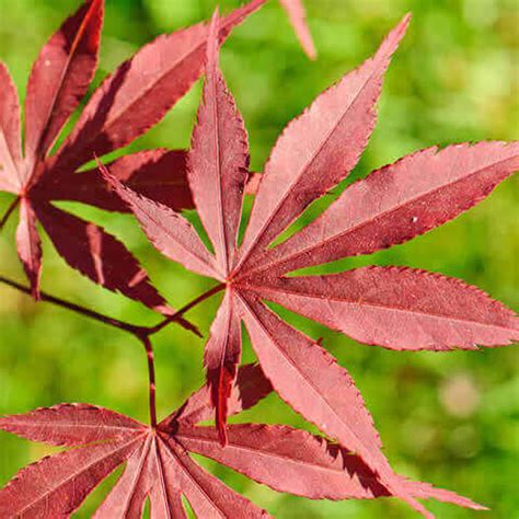 Semillas de Arce japonés rojo ACER PALMATUM ATROPURPUREUM T O G