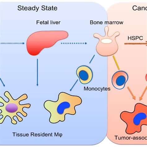 Origins Of Tissue Resident And Tumor Associated Macrophages