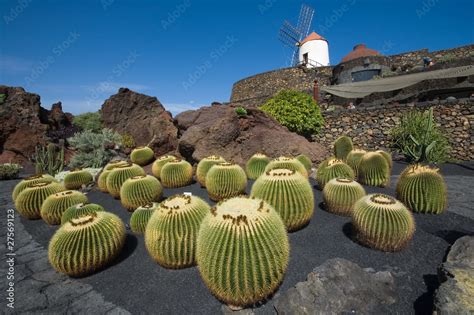 Ogród kaktusów Lanzarote Stock Photo Adobe Stock