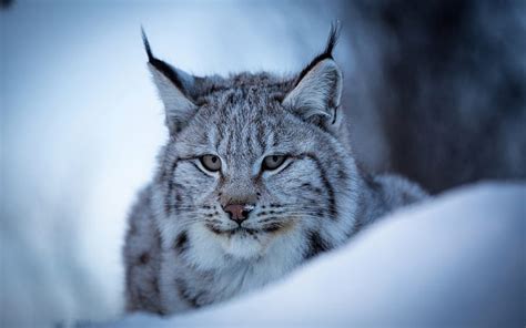 Hd Wallpaper Face Snow Portrait Lynx Wild Cat Oleg Bogdanov