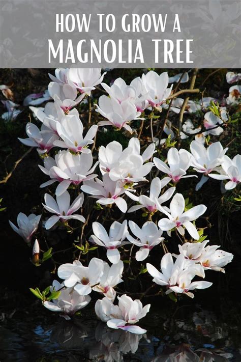 How To Grow Magnolia Trees — Simple At Home