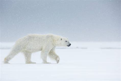 Arctic Circle Wildlife Stock Photos, Pictures & Royalty-Free Images ...